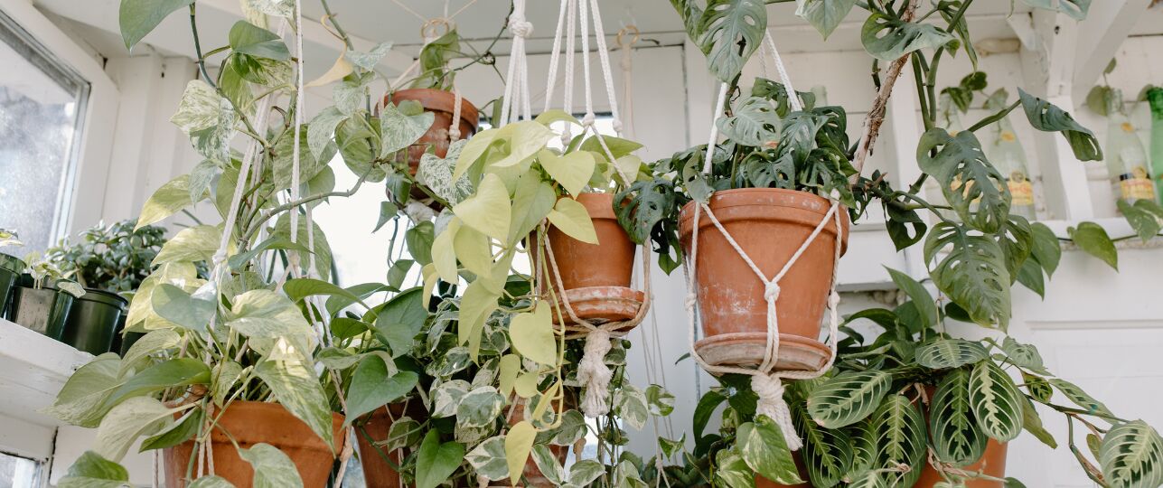 Groen gordijnen, hangplanten