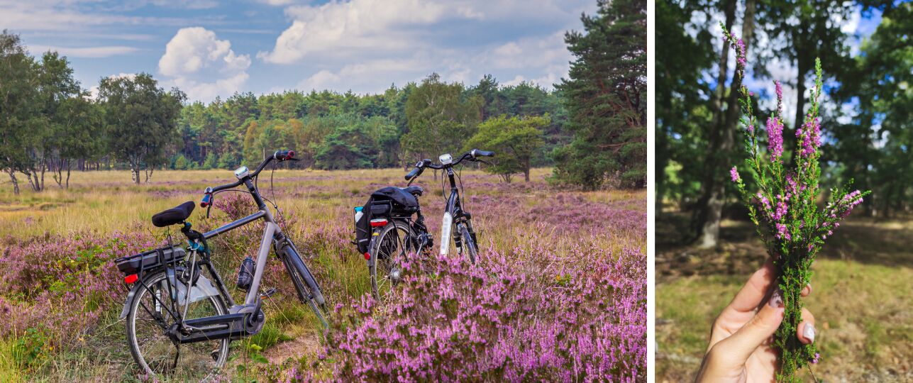 Heide knippen Hoge Veluwe