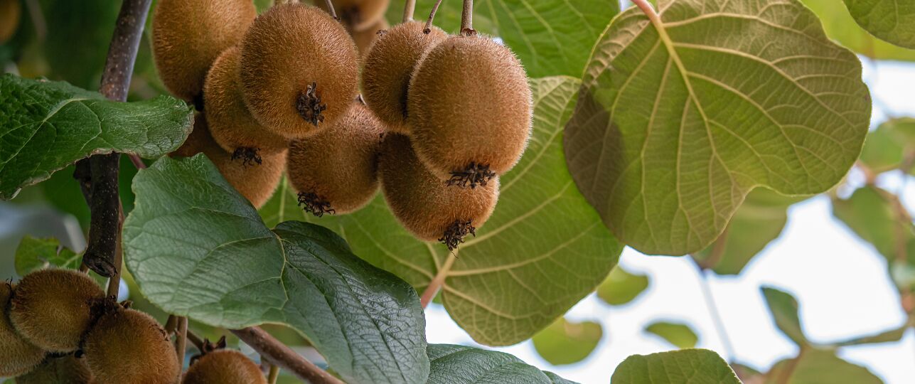 Kiwi kiwi's telen in Nederland