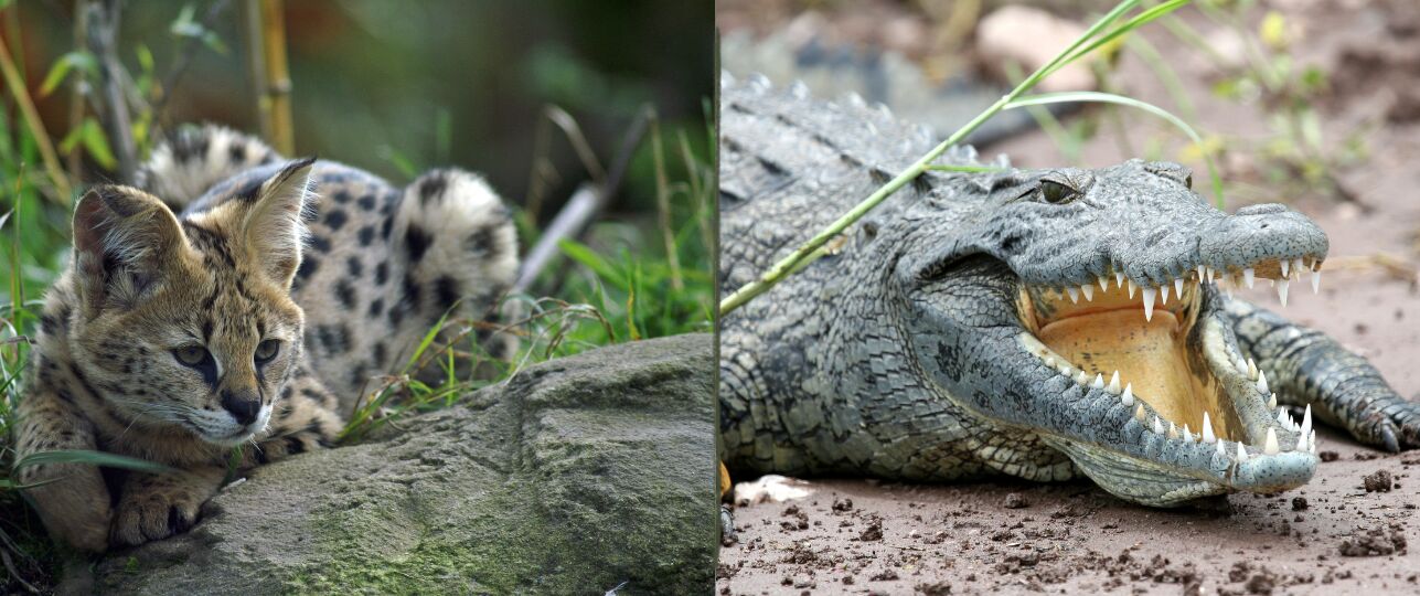 Criminelen gek op exotische dieren