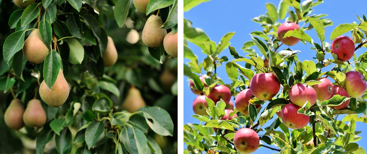 appel- en perenoogst