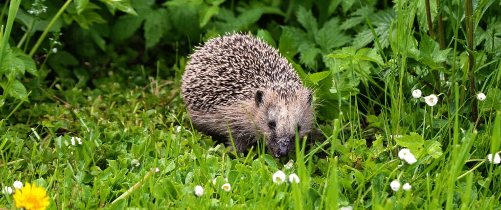 Huidige afbeelding: Egels en robotmaaiers