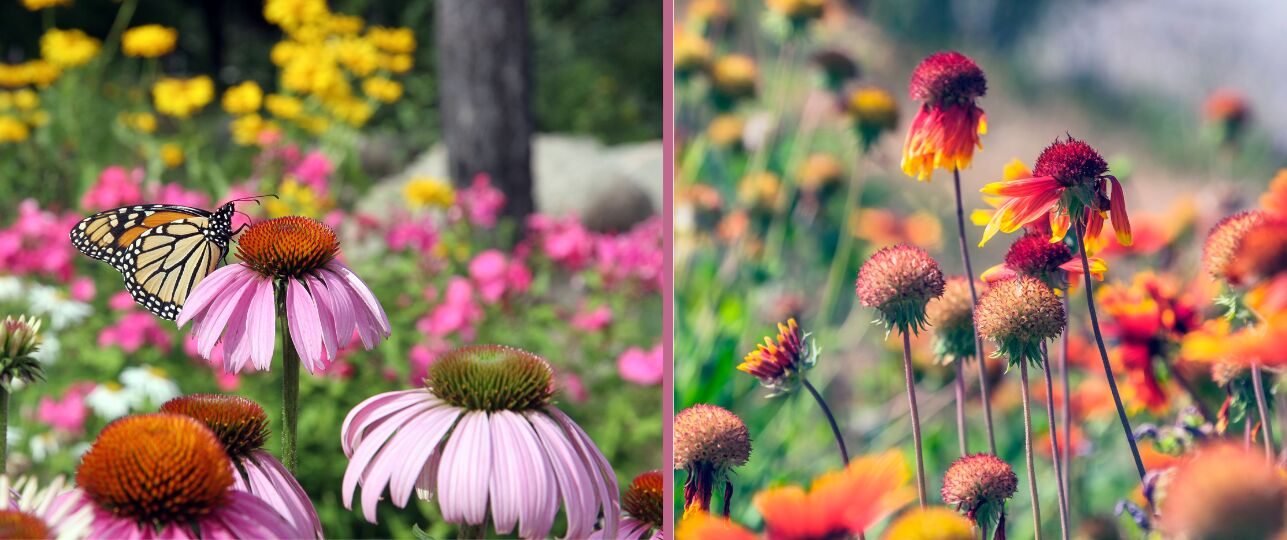 Echinacea (zonnehoed) steelt de show: geneeskrachtige werking en magneet voor bijen