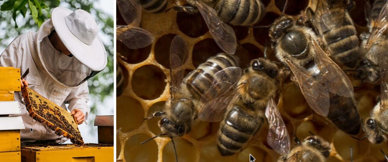 Bijen versus hoornaar