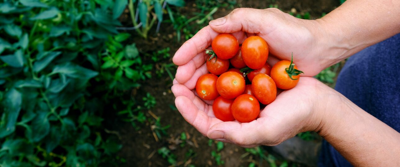 Tomaten plukken oogsten