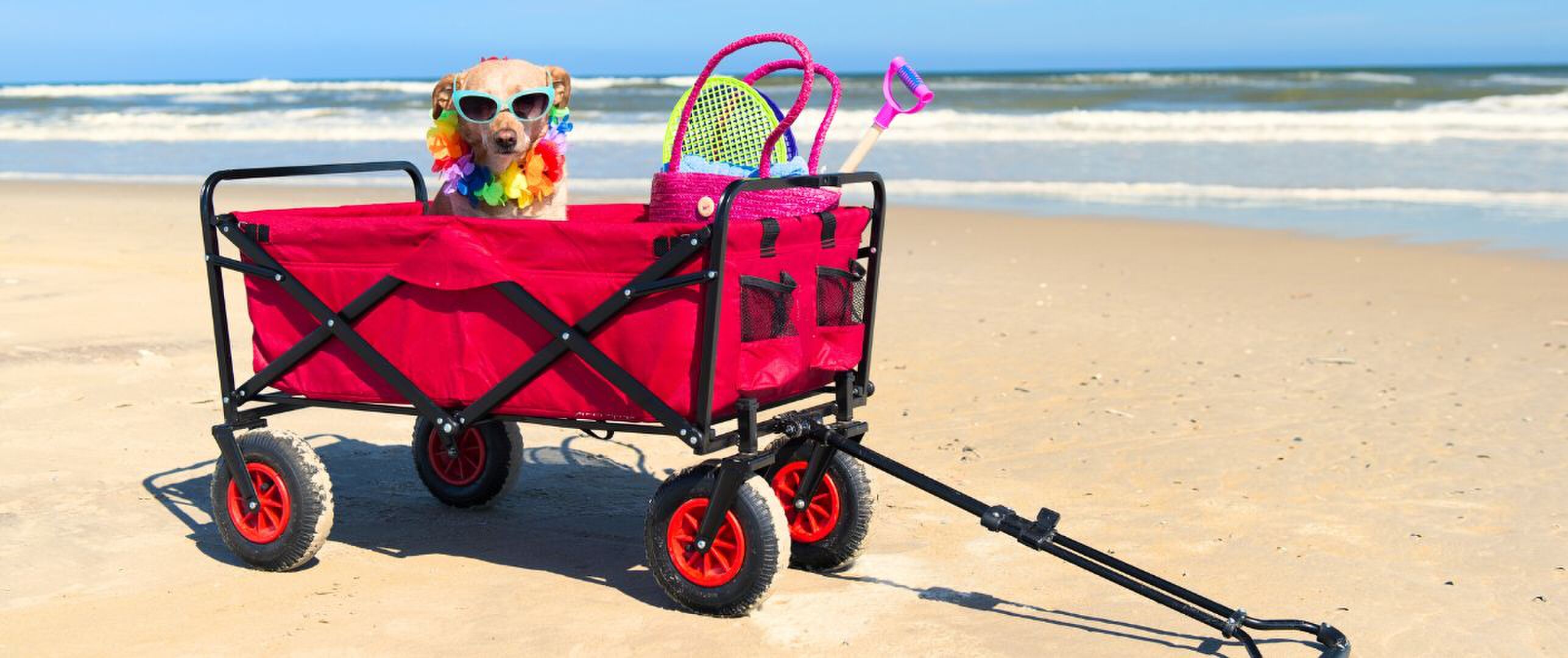 Waar mag mijn hond mee naartoe?