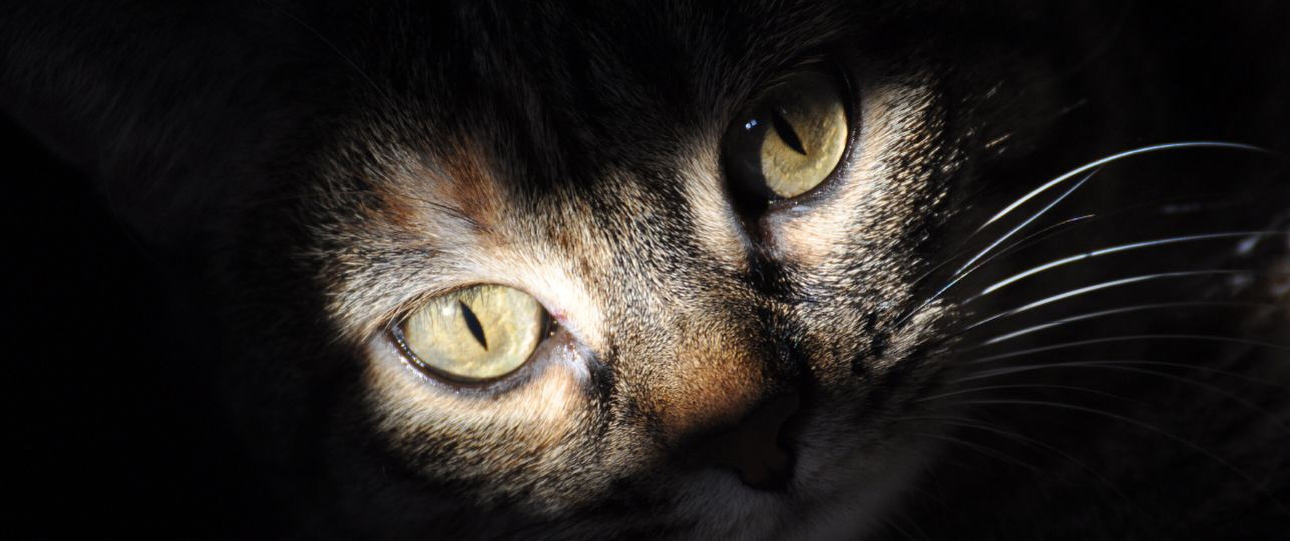 Wat betekent het als je kat je aanstaart?