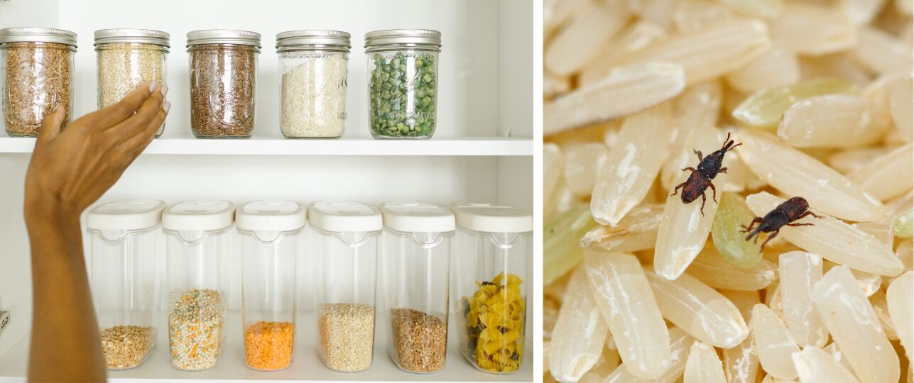 beestjes in voorraadkast