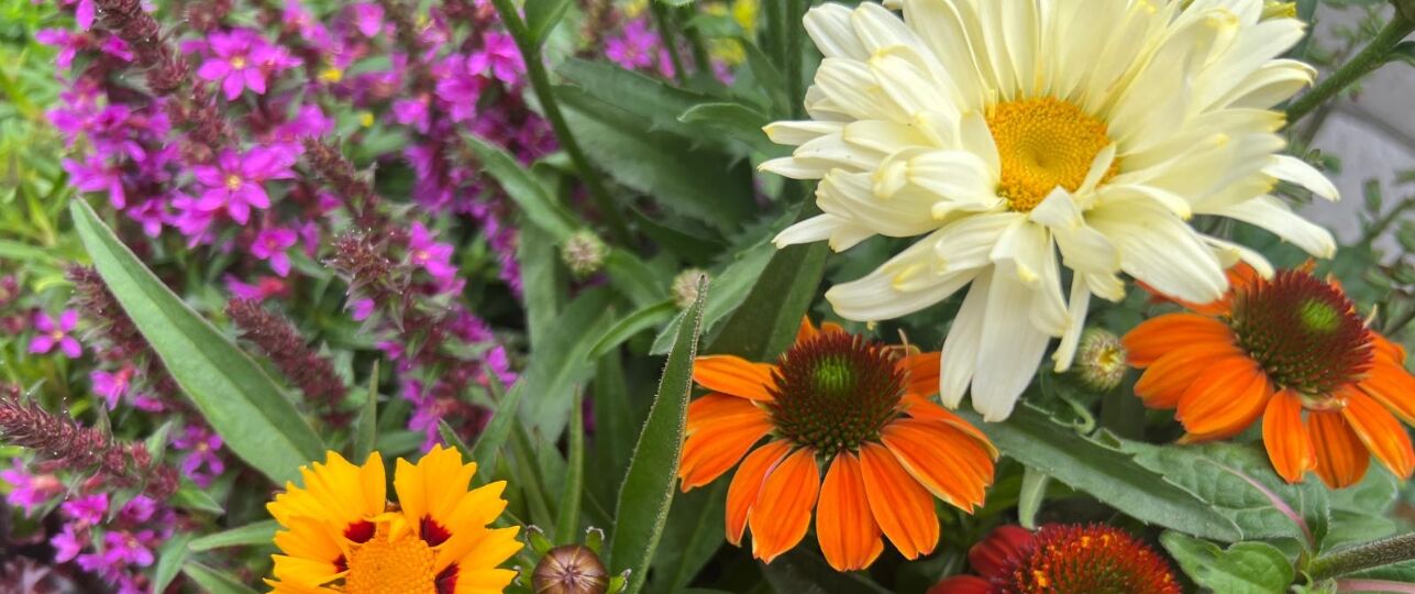 indian summer planten