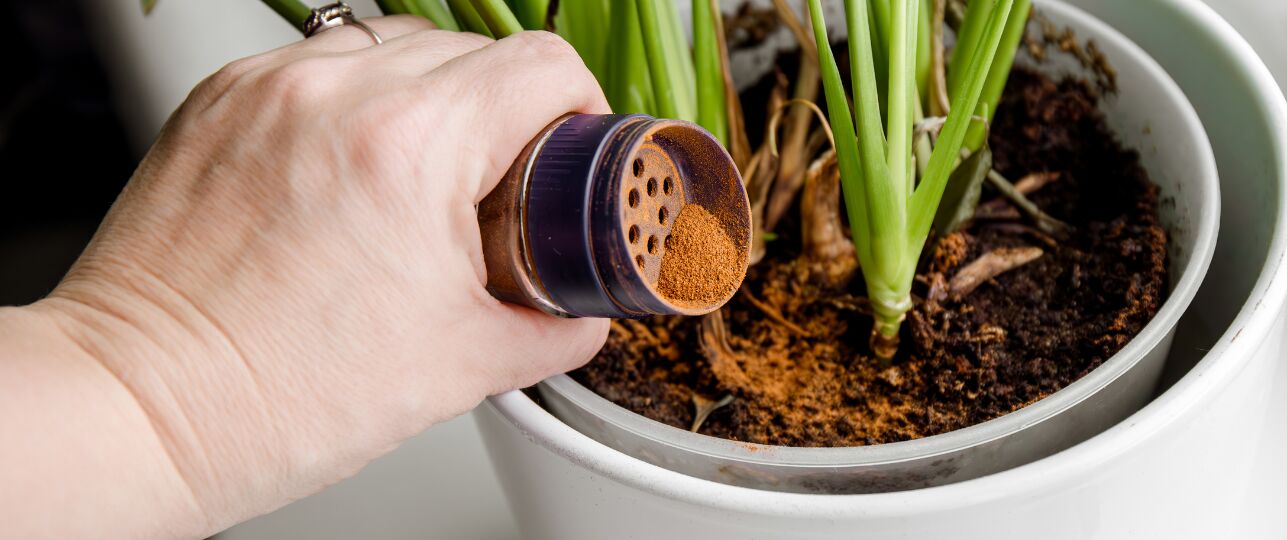 kaneel strooien op planten