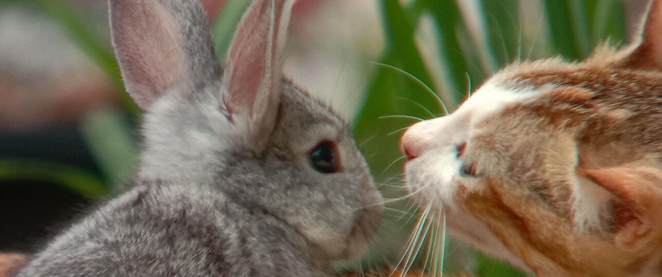 kat bijt konijn dood