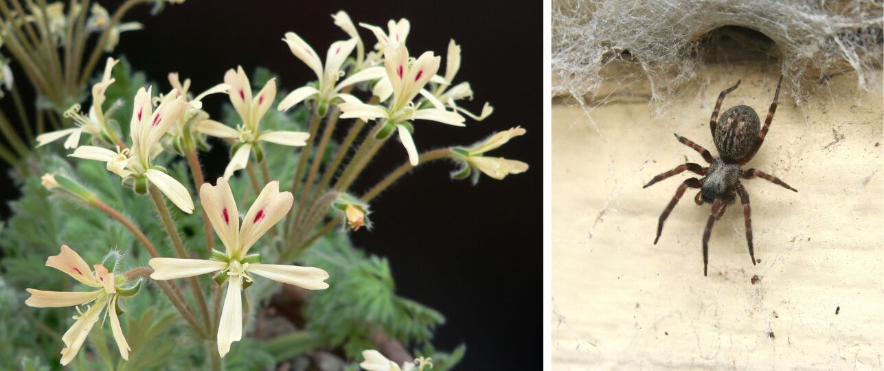 planten die spinnen weren spinnenwerende planten