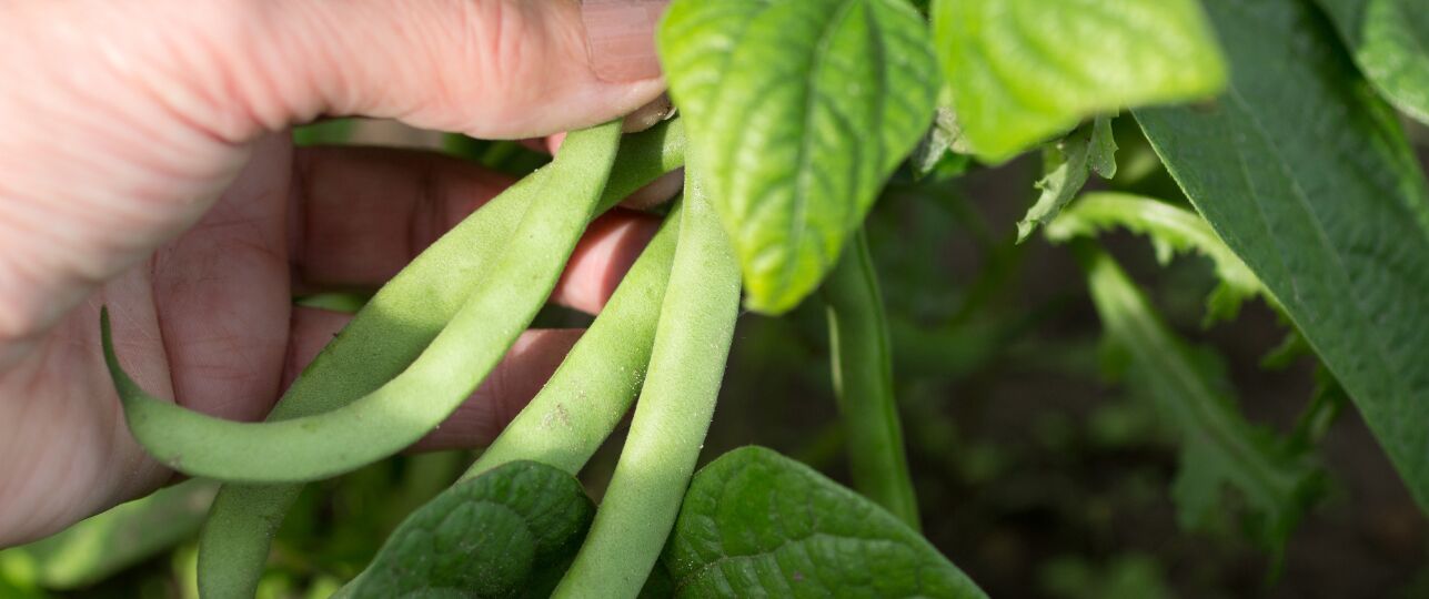 sperziebonen-plukken