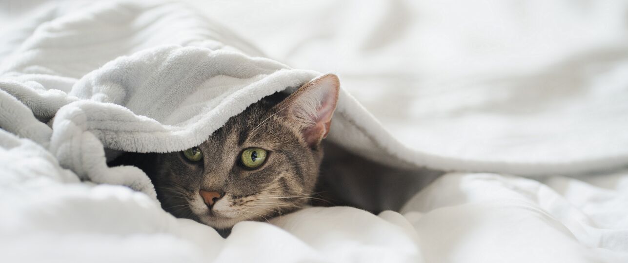 waarom-maakt-kat-mij-wakker-2