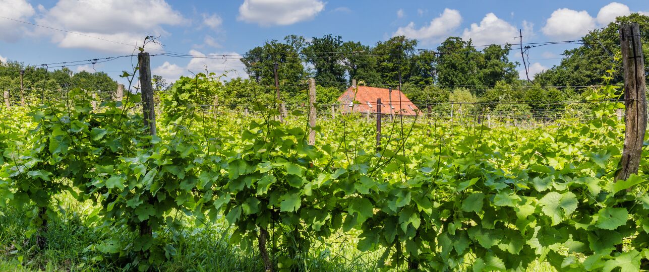 wijnbouw in Nederland