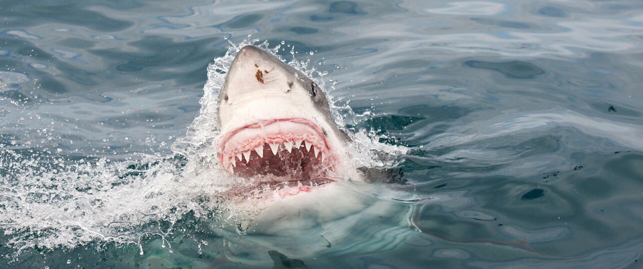 witte haai