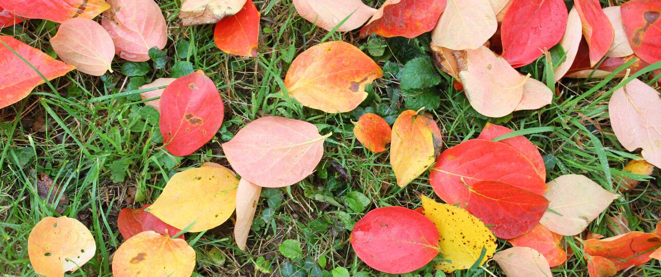 Bladeren opruimen tuin herfst