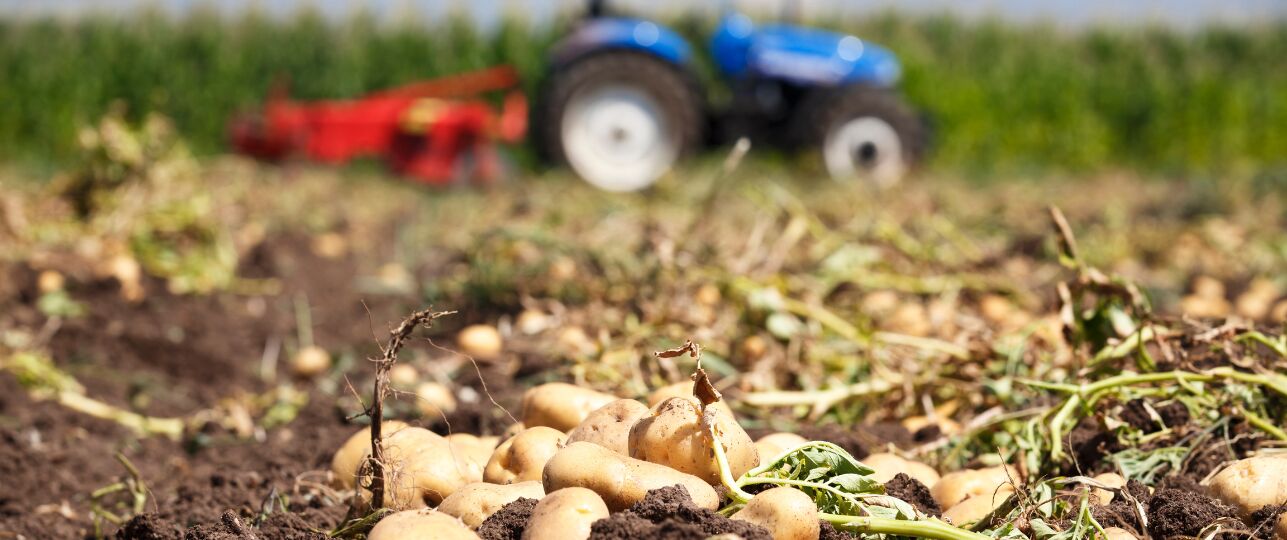 Franse frietjes uit Nederland