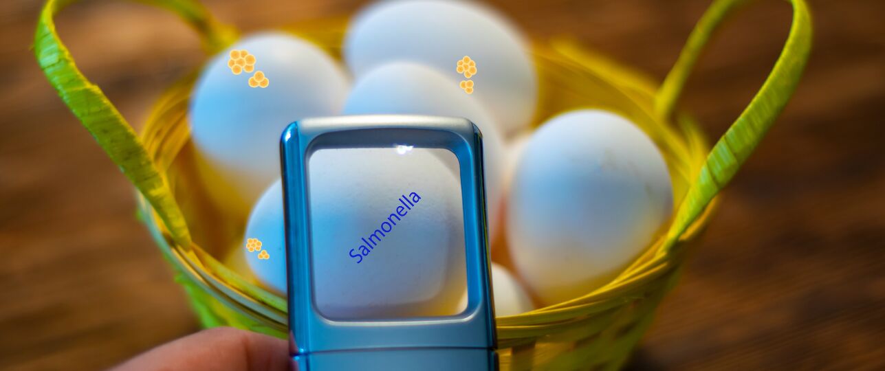Meer salmonella bij legkippen ontdekt
