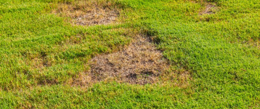 Huidige afbeelding: bruine plekke gazon