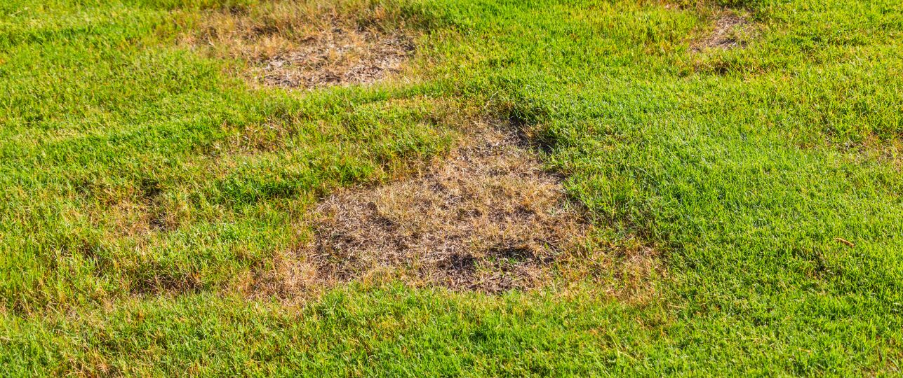 bruine plekke gazon