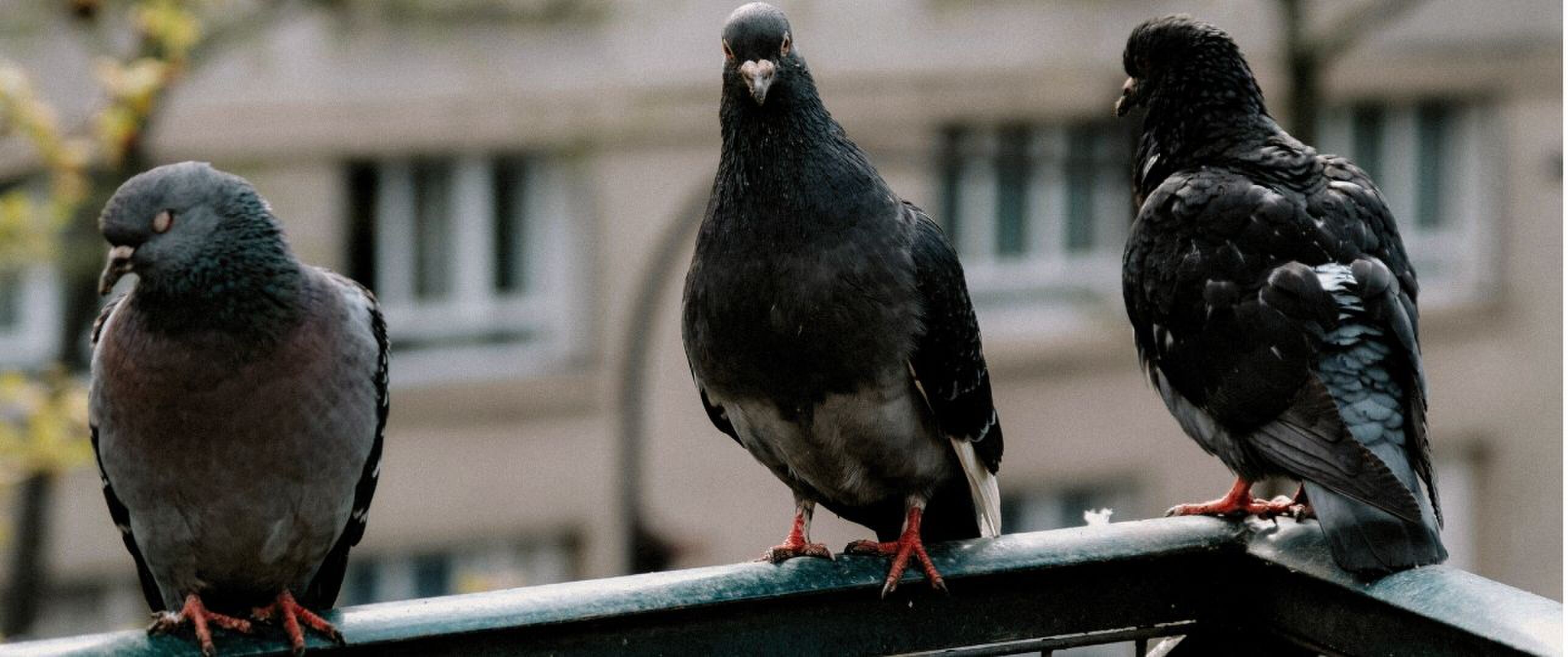 Vogels op je balkon