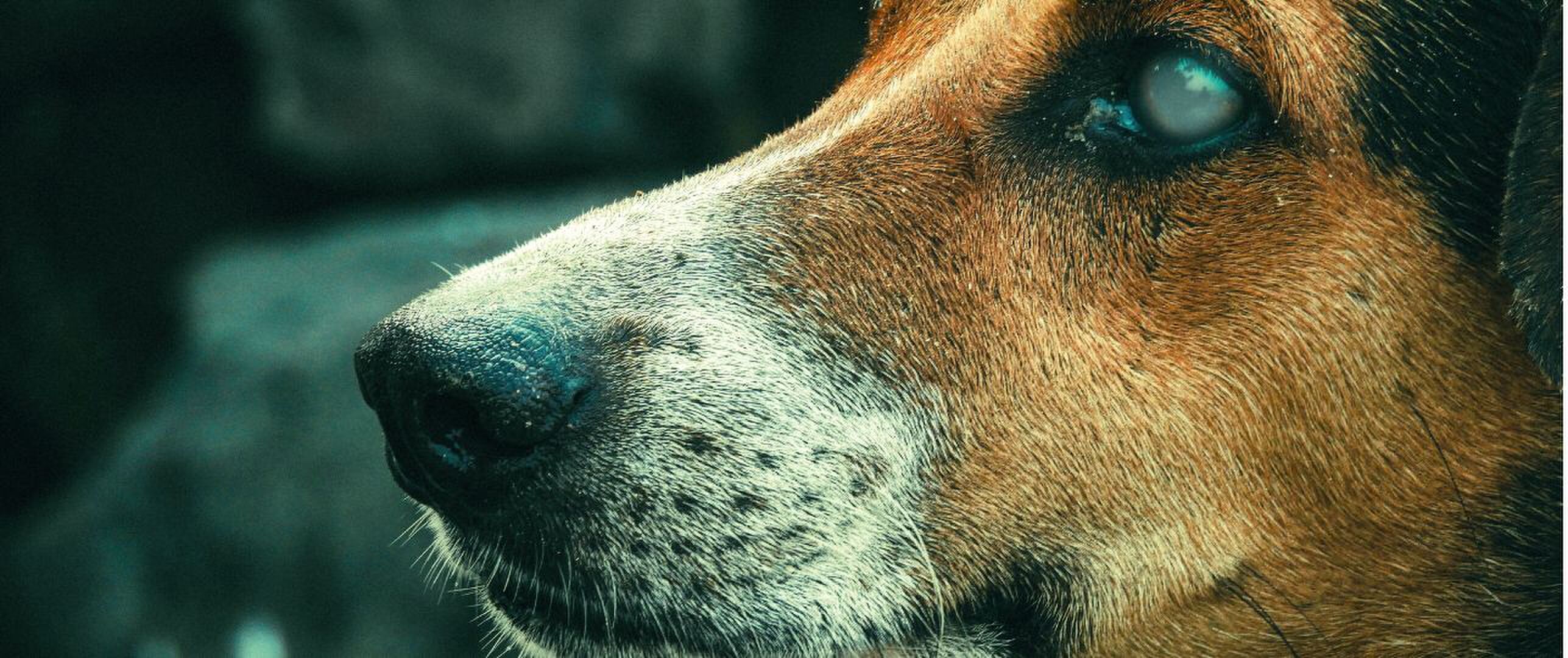 Wat als je hond blind wordt?