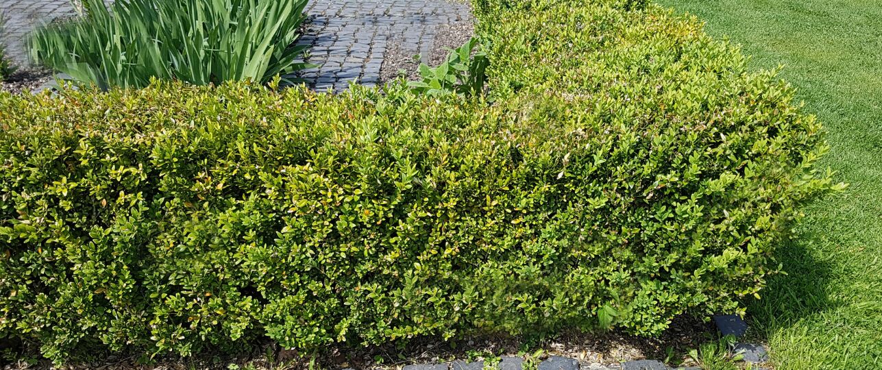 buxus schimmels