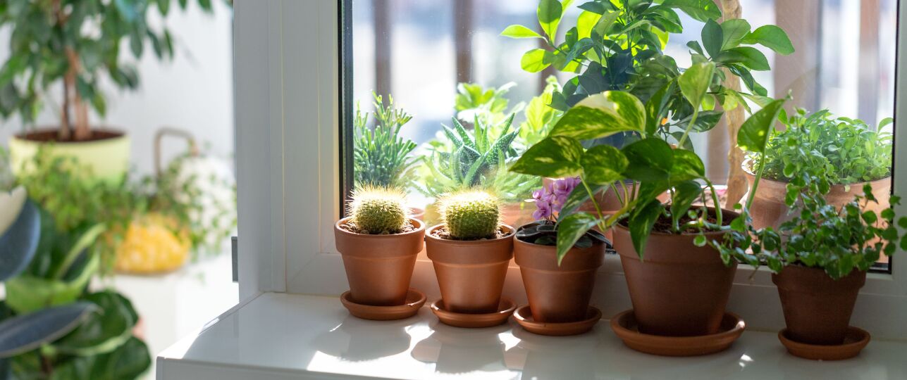 daglicht licht en kamerplanten in het najaar