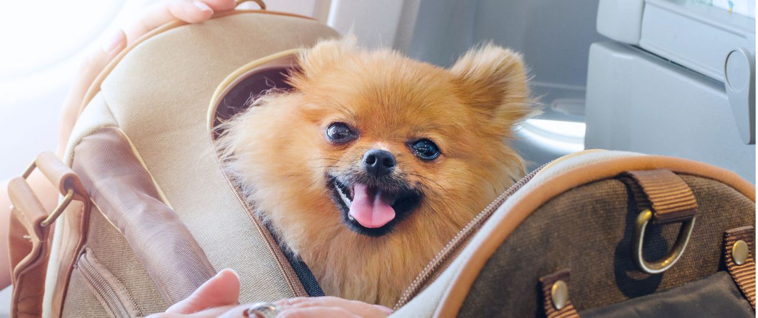 dieren in het vliegtuig