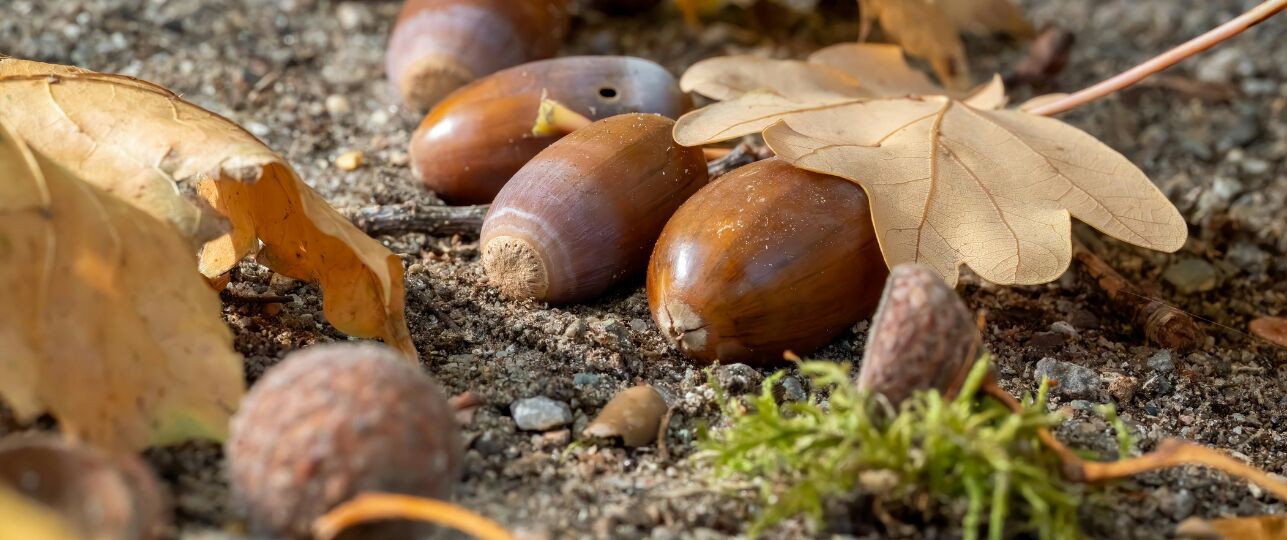 eikels en beukennoten