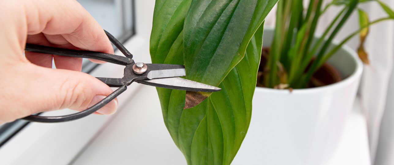 kamerplant bruine bladeren knippen