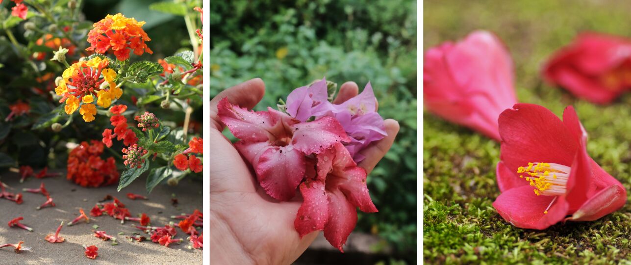 planten laten bloemen vallen
