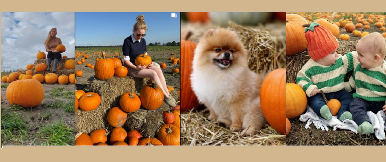 Massaal met pompoenen op de foto