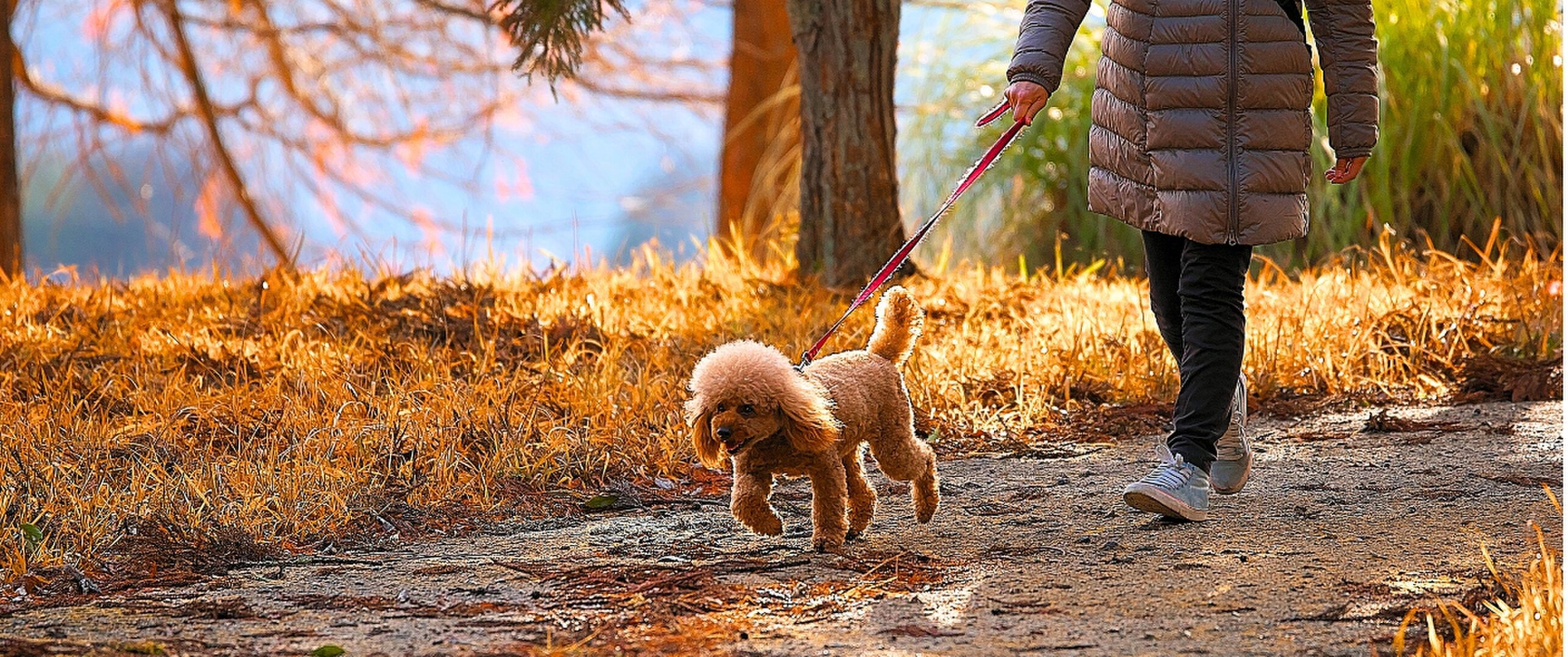 Herfstwandeling met je hond, let op