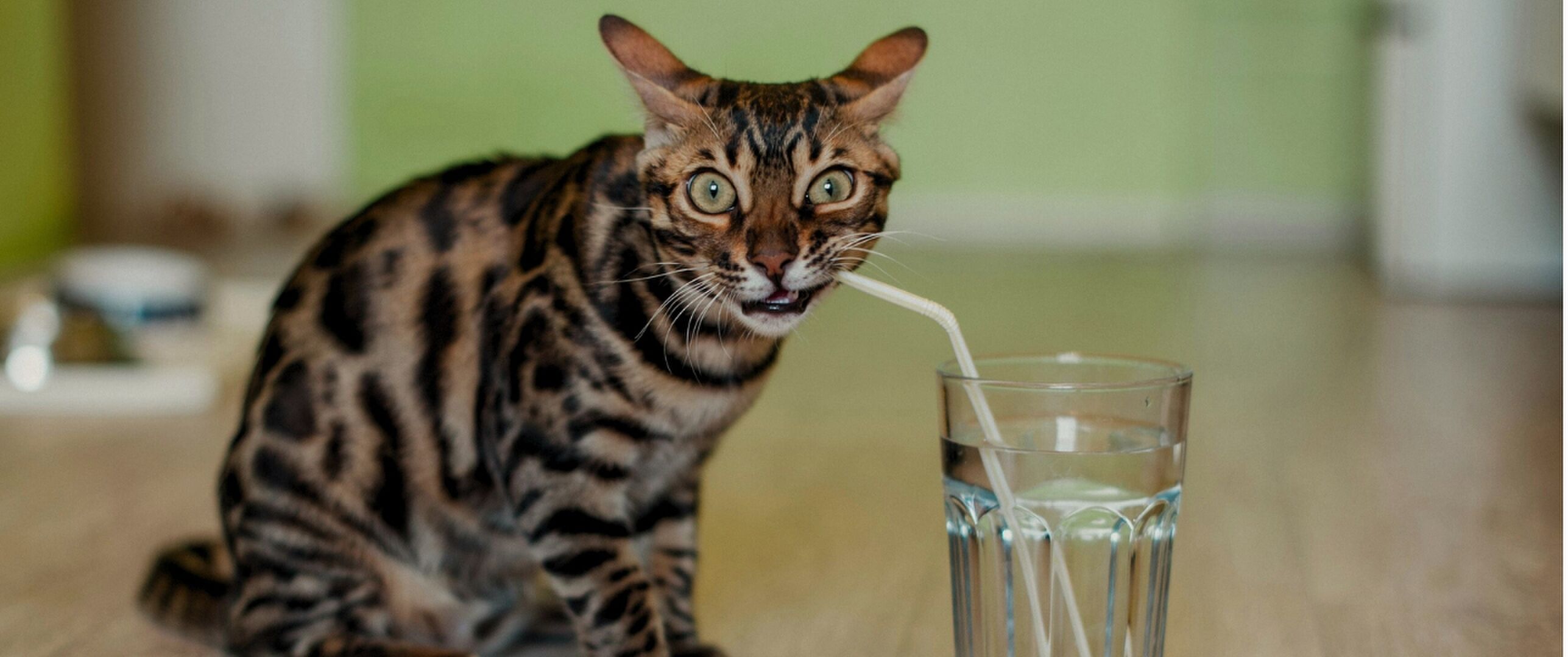 kat drinkt uit jouw glas