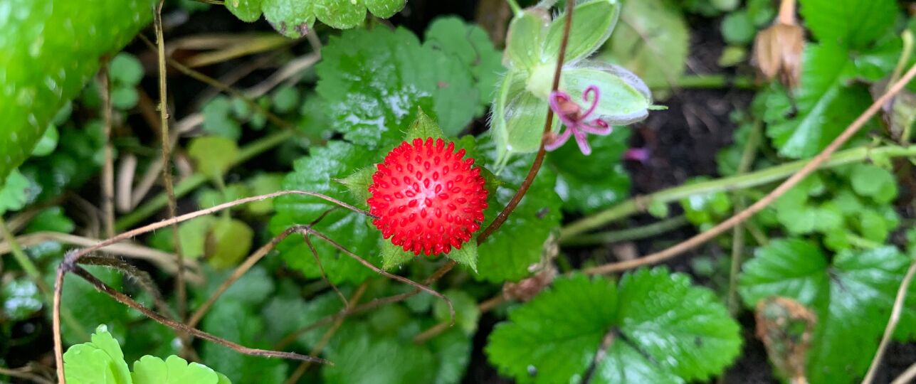 schijnaardbei Indiase aardbei
