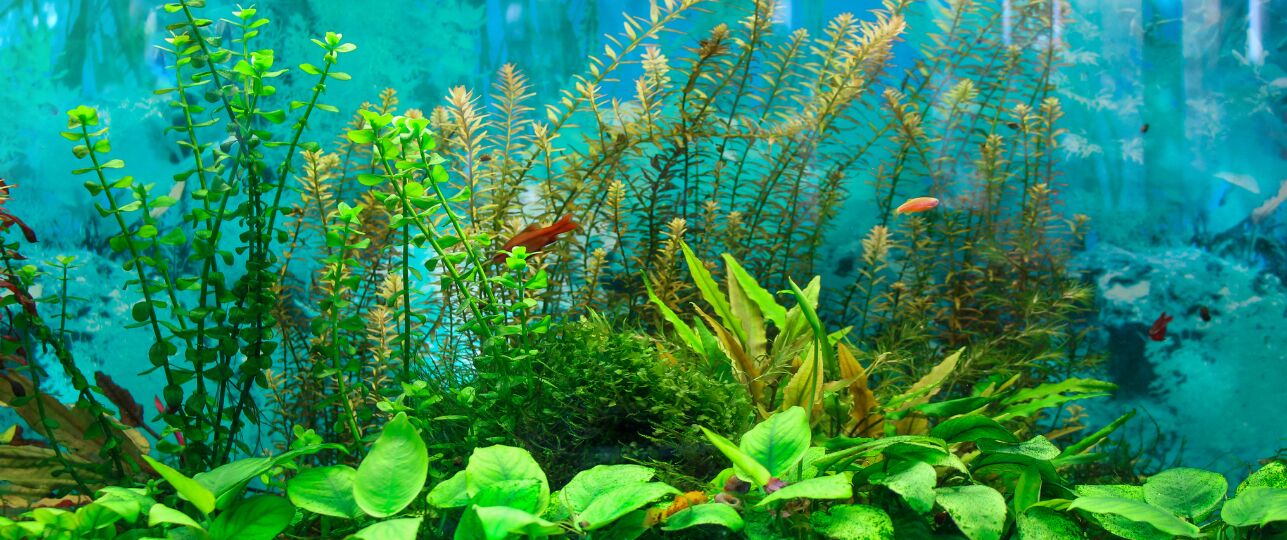 aquariumplanten