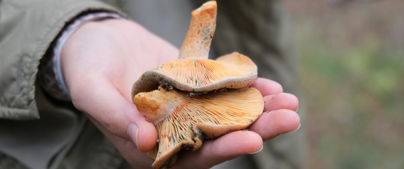 boswachters onderschepen paddenstoelen