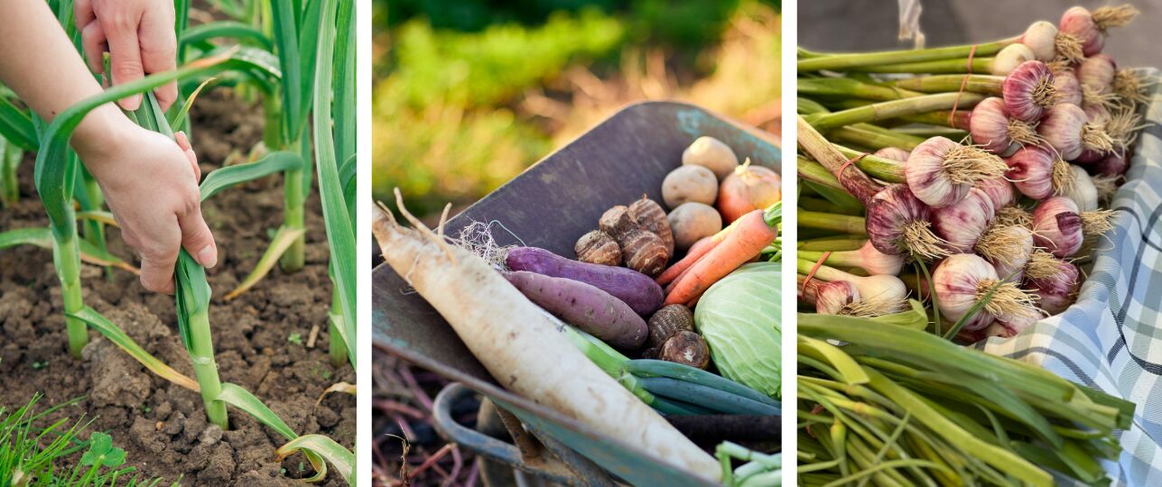 groentetuin in de winter