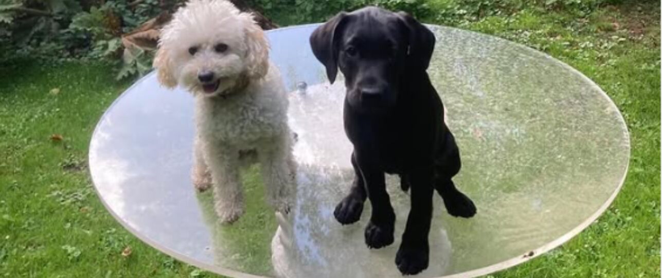 Hondje jagger labrador pup koningshuis