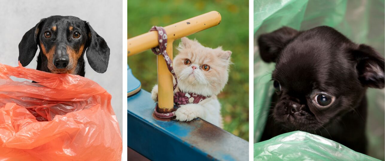 nep dierenfilmpjes reddingsfvideo's