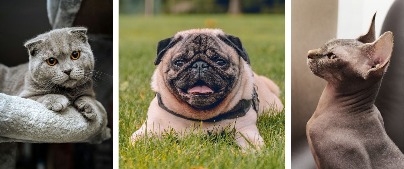 campagne tegen dierenleed