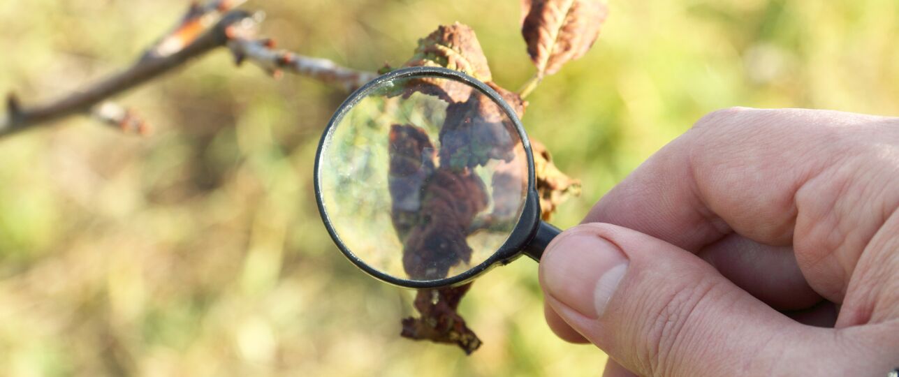 winterziektes buitenplanten