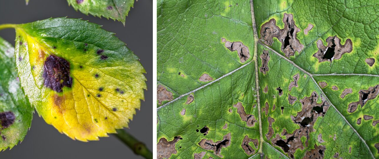 winterziektes buiten planten