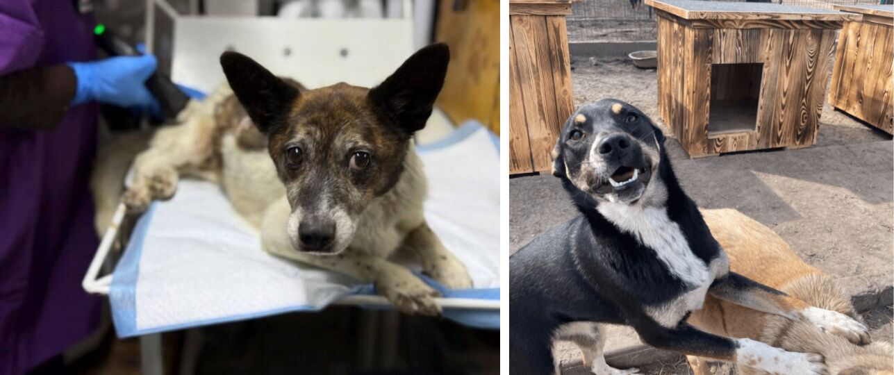 Animals Today House of Animals huisjes voor honden met kerst kerstdorp