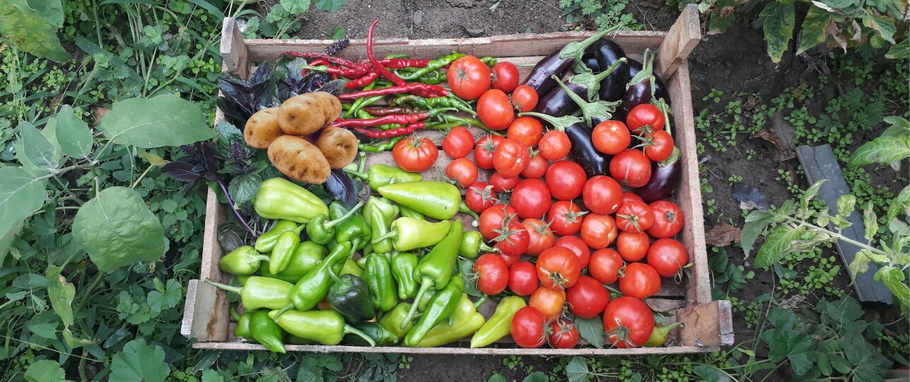 Gevoeligheid voor nachtschade-groenten