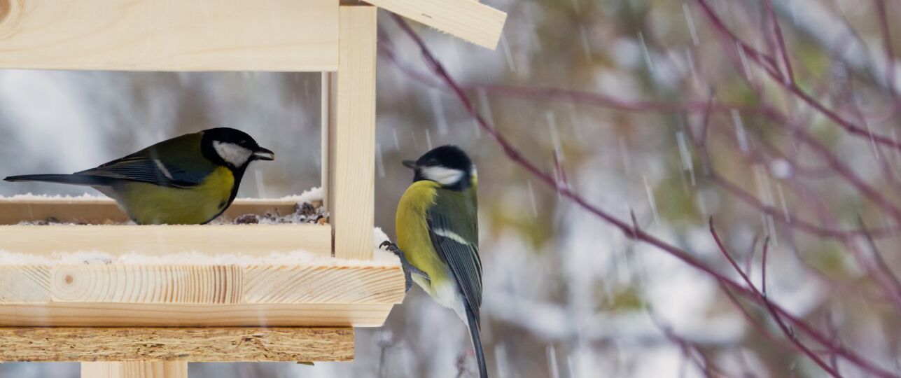 vogelvriendelijke-tuin