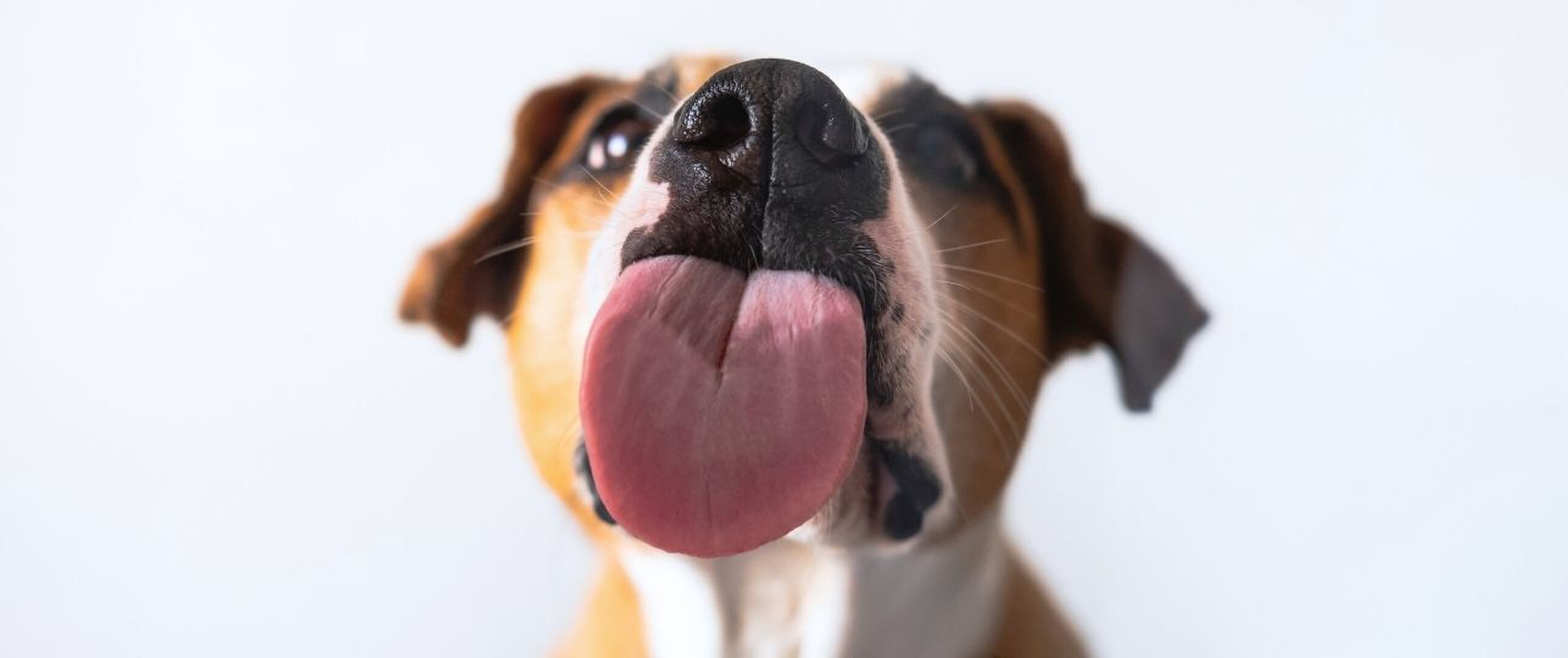 Hond likt aan ijs en vriest vast met tong