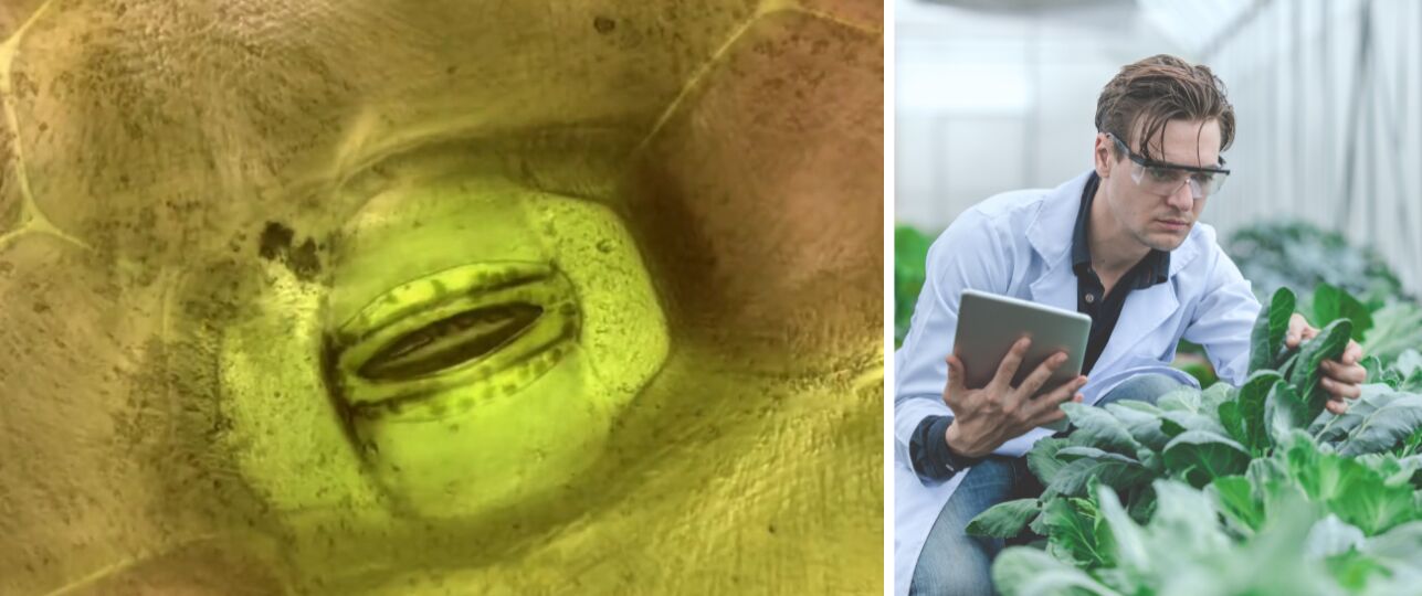 planten zien ademen wetenschap